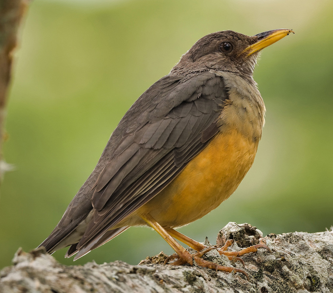 image Olive Thrush
